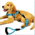 Harness+Lead Nylon (s,m,l) BLUE