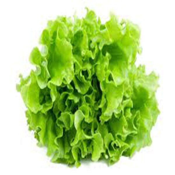 Salad Patta 1 Bunch