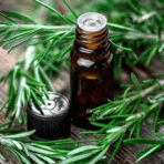 Rosemary Essential Oil - Image 2